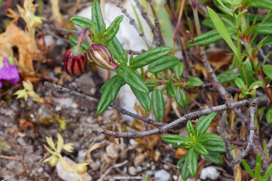 Helianthemum croceum / Eliantemo color zafferano